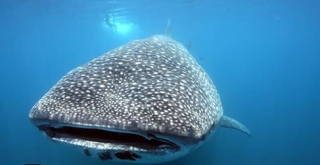  Whale shark 